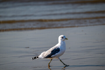 A serene seagull wanders the beach, showcasing the beauty of unspoiled nature. A great fit for travel blogs, conservation efforts, or peaceful outdoor branding