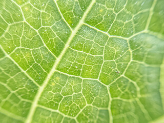 "Close-up of Leaf Pattern: Capturing the Intricate Veins and Natural Beauty of Foliage in Detail"