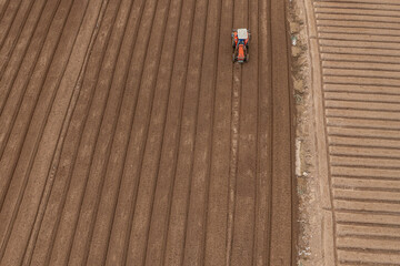 Obraz premium in a field growing carrots according to new standards of clean agriculture and food safety. Photo taken in Bac Ninh on October 13, 2024.