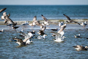 Seagulls in action, soaring and splashing along the shoreline, showcasing the beauty and rhythm of nature by the water