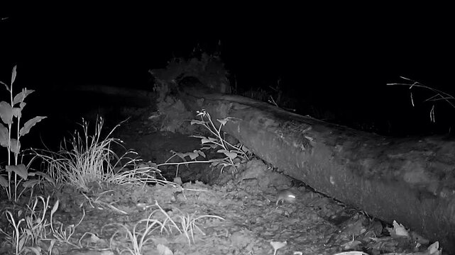 Waldmaus, springt nachts im Wald lustig umher, Apodemus sylvaticus, Nachtaufnahme, Wildkamera, Tierbeobachtung, Wildtier