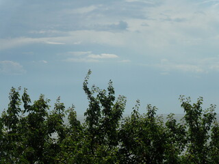Green trees and blue sky on a summer day