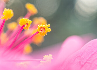 Fototapeta premium Macro Photography of PINK Flower Pollan with Soft Blurry Background, Capturing the Intricate Details of Nature's Beauty