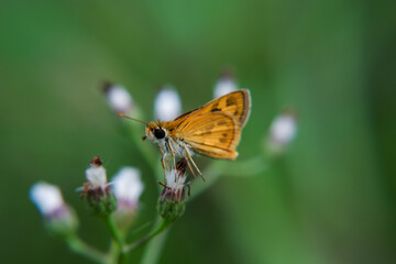 A beautiful butterfly photographed in its habitat. Nature background. Carcharodus alceae, Mallow Skipper, macro photography
