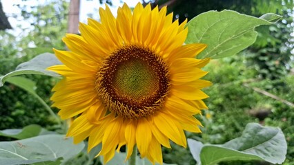 Detailed Yellow Sunflower Background, Close-Up Petals of Helianthus Annuus, High-Quality Floral Texture for Creative Nature-Themed Projects and Posters