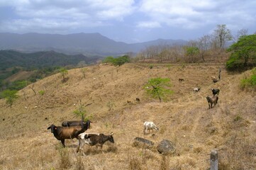 Una de las actividades mas importantes del estado aragua, es la ganaderia, bien sea de bovinos y de caprinos..