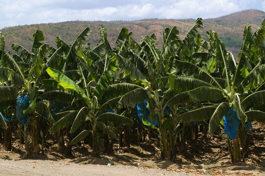 La agricultura esta presente en Aragua,y es una de las principales actividades,se cultiva entre otros bananas,papaya,pimenton,cebolla etc.