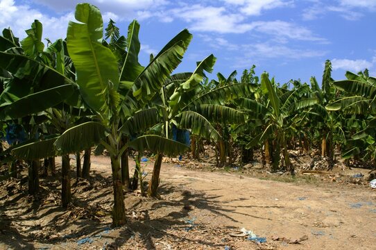 La agricultura esta presente en Aragua,y es una de las principales actividades,se cultiva entre otros bananas,papaya,pimenton,cebolla etc.