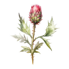 watercolor Thistle isolated white background