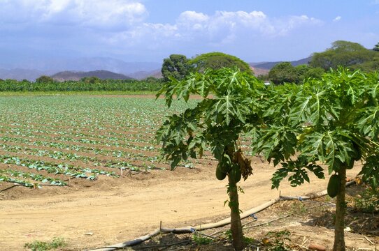 La agricultura esta presente en Aragua,y es una de las principales actividades,se cultiva entre otros bananas,papaya,pimenton,cebolla etc.