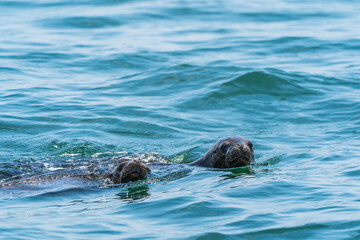Fototapeta premium Two curious Peruvian sea lions