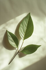 Minimal vertical composition with three green leaves on single branch resting on textured white background lit by sunlight, accentuating beauty in nature, copy space