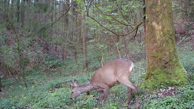 Vorsichtiges Reh im Wald bei der Nahrungssuche, Wildtier, Wildkamera, Wildbeobachtung, Jagd, Capreolus capreolus