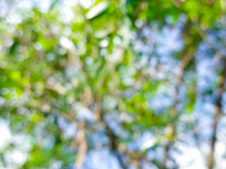 A blurry, abstract image of green leaves against a blue sky. The soft focus creates a dreamy, ethereal atmosphere.