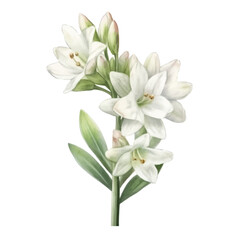Fototapeta premium watercolor Tuberose isolated white background