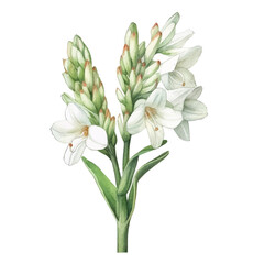 Obraz premium watercolor Tuberose isolated white background