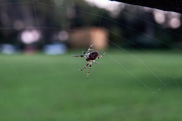 Spider Spinning Its Web Outdoors