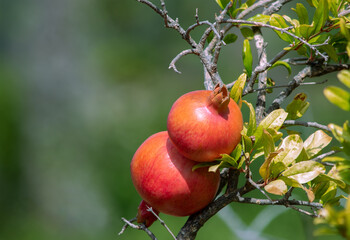 Pomegranates growing on a tree with copy space on left