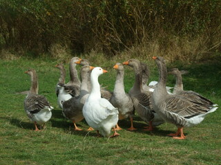 Daytime geese gathering outdoors