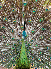 Fototapeta premium Bandung, Indonesia - May 21st 2024: seeing beautiful peacocks at the zoo