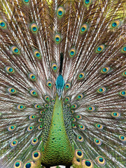 Obraz premium Bandung, Indonesia - May 21st 2024: seeing beautiful peacocks at the zoo