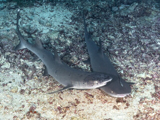 Whitetip Reef Shark (Triaenodon obesus) 