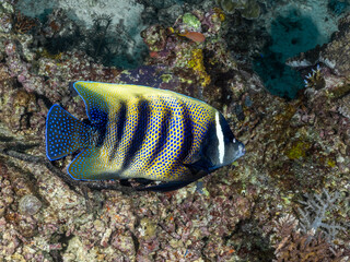 Sixbar angelfish (Pomacanthus sexstriatus)