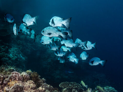 Black & white snapper (Macolor niger)