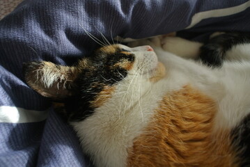 The cat sleeps on a blanket and feels like home comfort and warmth.