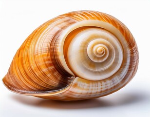 sea snail shell of raw whelk sea snails bulot bulots isolated on white background macro shot french delicatessen seafood empty seashell of buccinum undatum