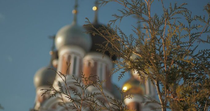 Religion. The branches of the plant against the background of the upper part of the Christian temple are out of focus. The camera is moving. Hand held.  Siberia.
