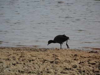 bird walking on the beach