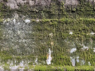 苔が一面に生えている石壁