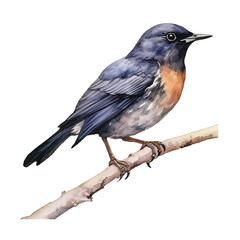 watercolor Starling isolated white background