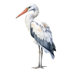 watercolor Stork isolated white background