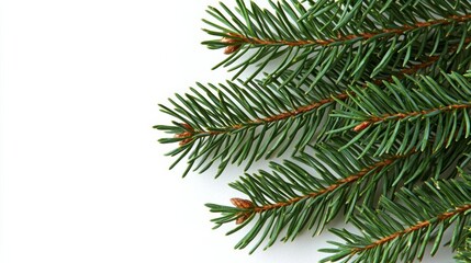 Obraz premium A design featuring a greeting card adorned with branches from a Christmas tree , isolated on white background, , copy space, copy space for text,