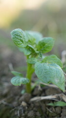 close up of a plant
