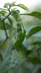 green chilli