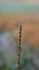 caterpillar on a grass