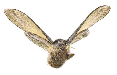 Flying cypress moth, Pachypasa otus or Sphinx otus (Lepidoptera: Lasiocampidae) is a one of the...
