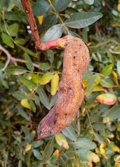 Gall on Palestine terebinth tree – Pistacia terebinthus subsp. palaestina formed by gall aphids, Baizongia pistaciae in the Mediterranean region