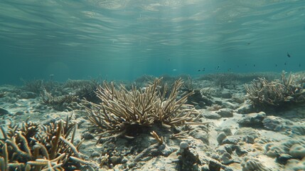 Illuminated underwater scene with sunlight rays in a pristine, plastic free ocean environment