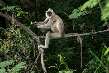 Indian gray langur or hanuman langur (Semnopithecus entellus ) sitting on a tree branch