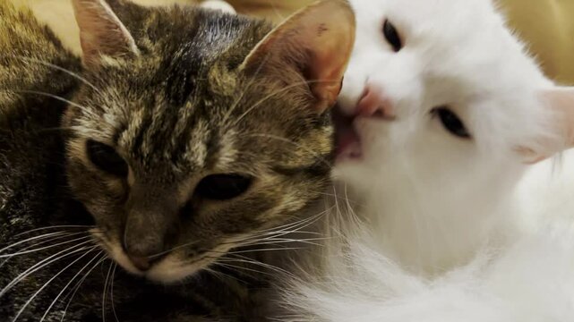 Beautiful domestic cats licking each other with tongues at home. Cute kittens taking care of a fur each other indoor. Family couple feline resting together. Concept of adorable animals. Close up