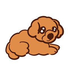 Fototapeta premium キラキラお目目まったりしてる我が家の愛犬ショコラ