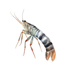 watercolor Shrimp isolated white background