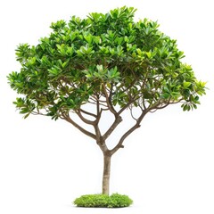 Isolated tropical plant for design  illustration  and education.