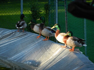 Ducks Resting Near a Pond on Sunny Day