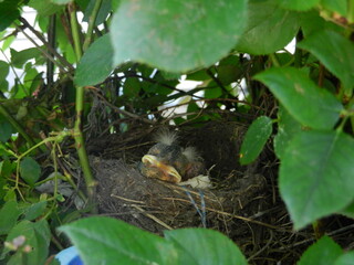 Peaceful Nesting Birds in Natural Thicket
