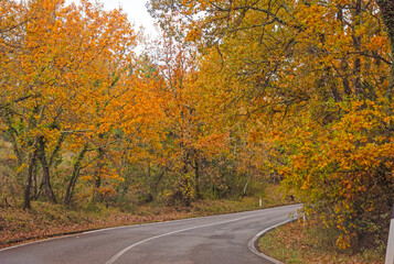 Obraz premium La strada nel bosco ....